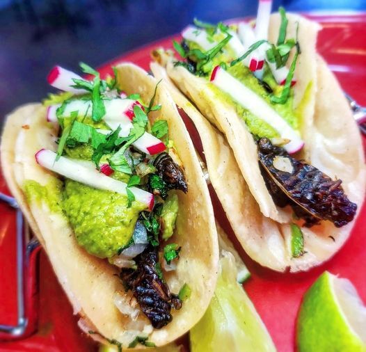 cicada tacos.jpg